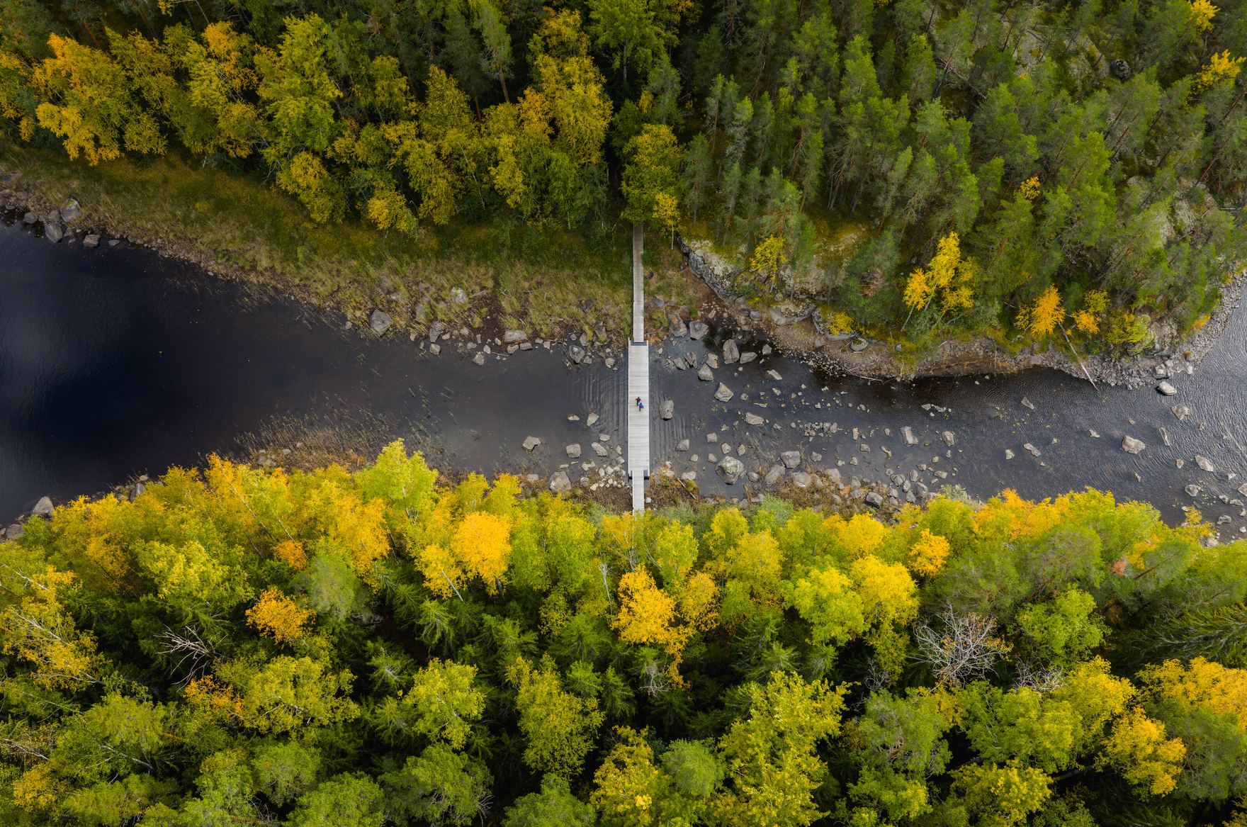 Aerial view of a narrow boardwalk crossing a dark river between autumn forests.